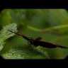 Бинокль Pentax Papilio II 6.5x21 Видео